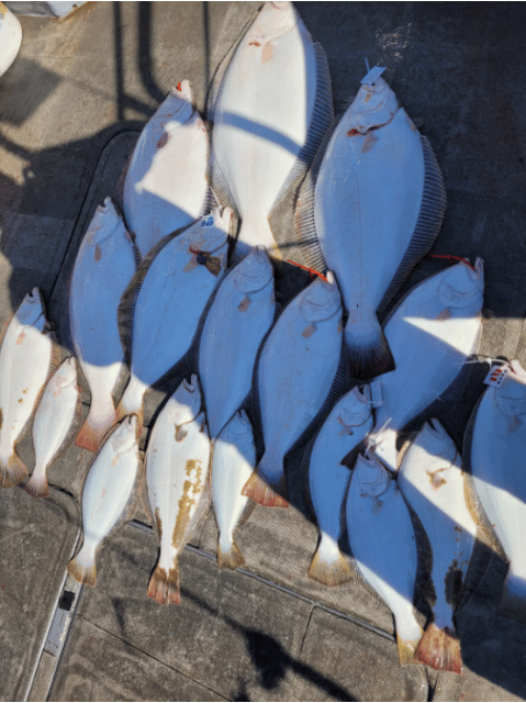 [아라2호] 5월 2일 조황(5인출조)