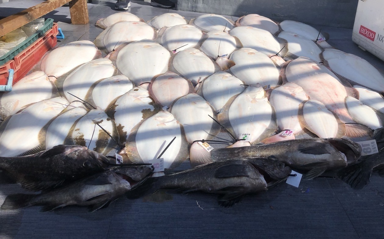 [아라호] 5월 23일 조황(15인출조)