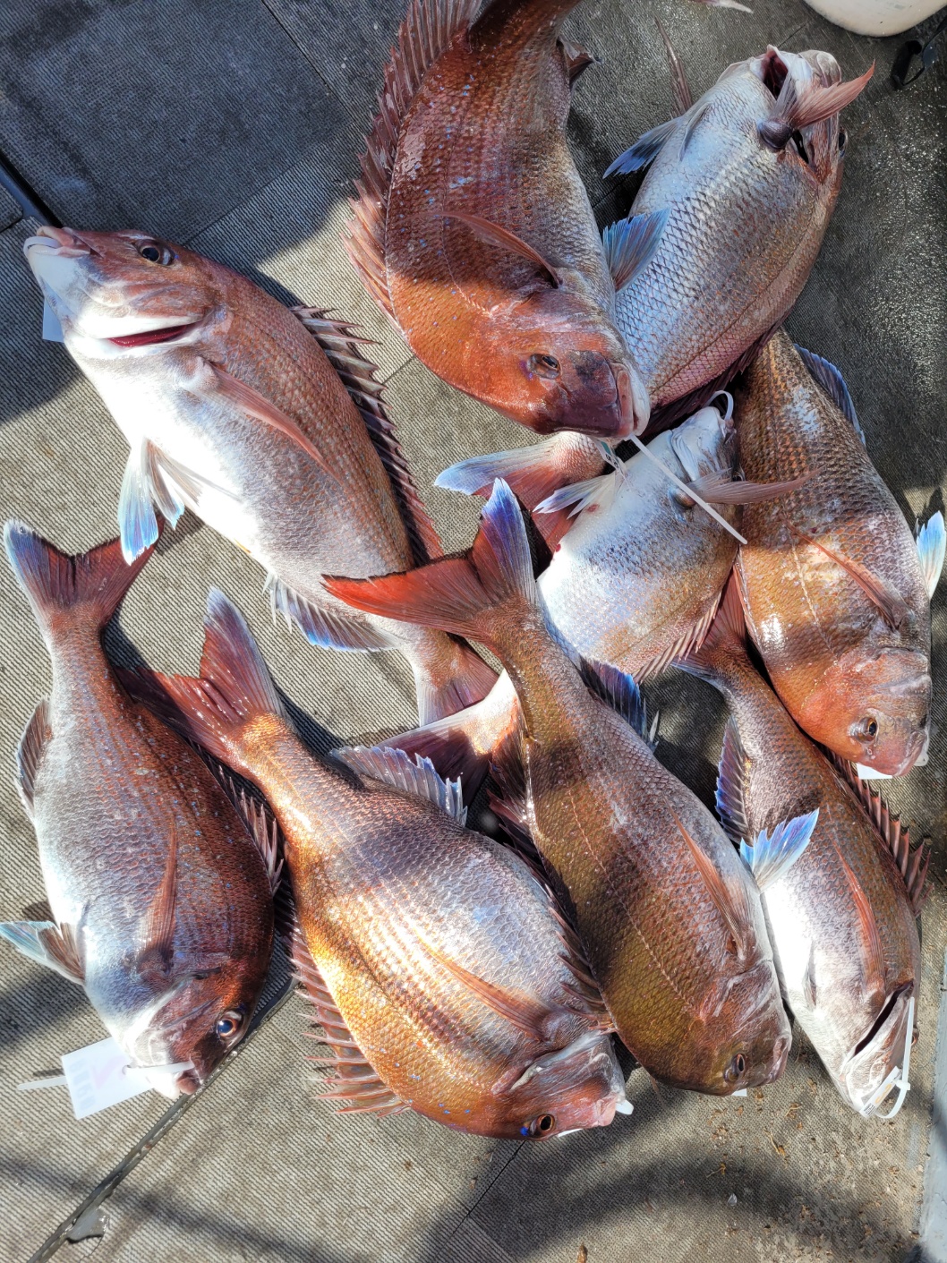 [아라2호] 5월 10일 조황