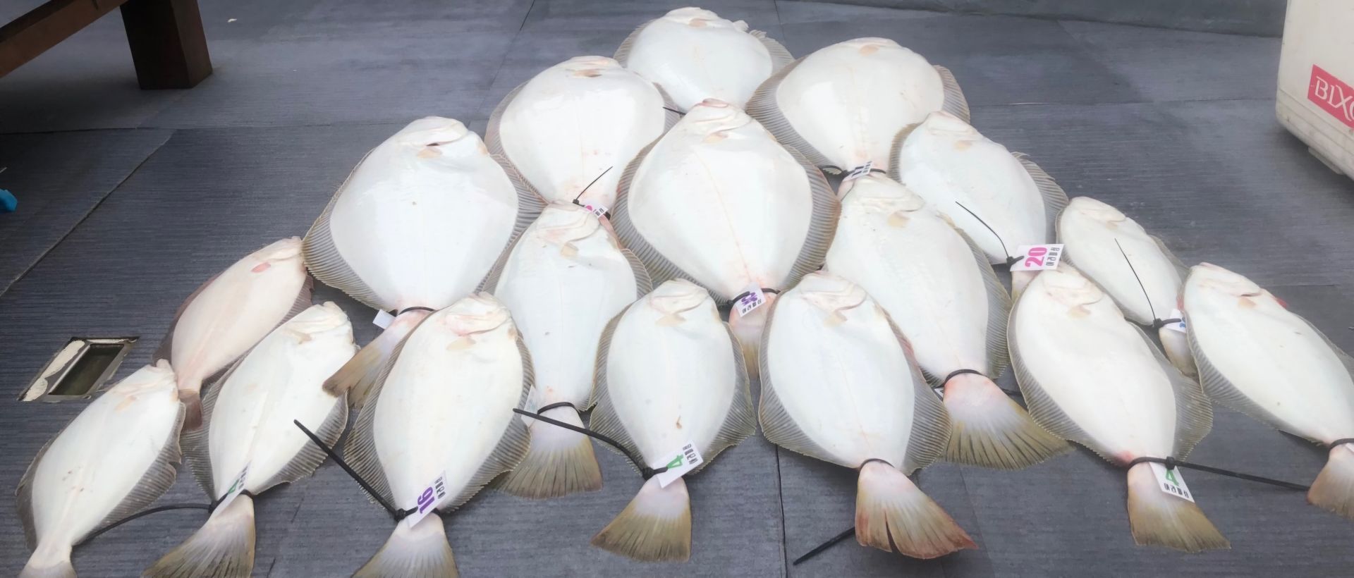 [아라호] 5월 26일 조황