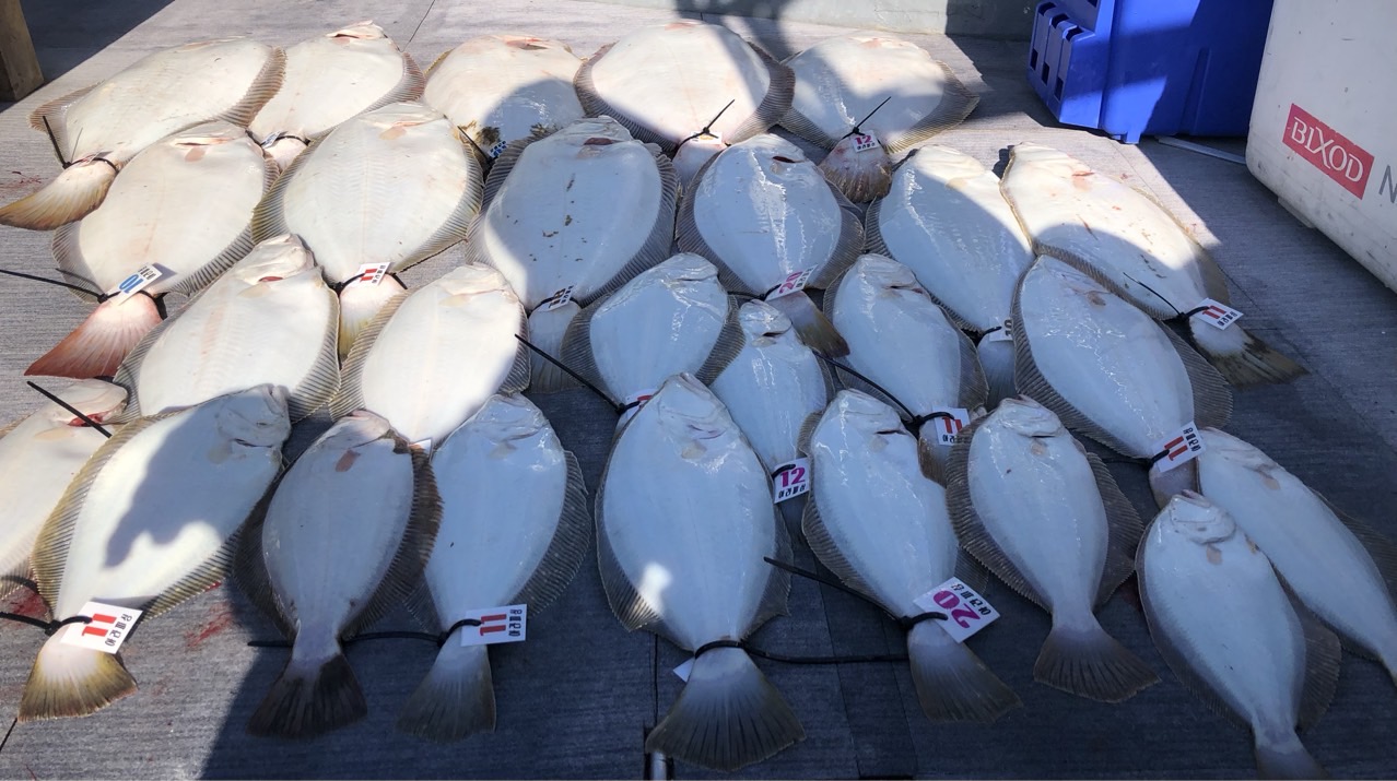 [아라호] 5월 13일 조황(11인출조)