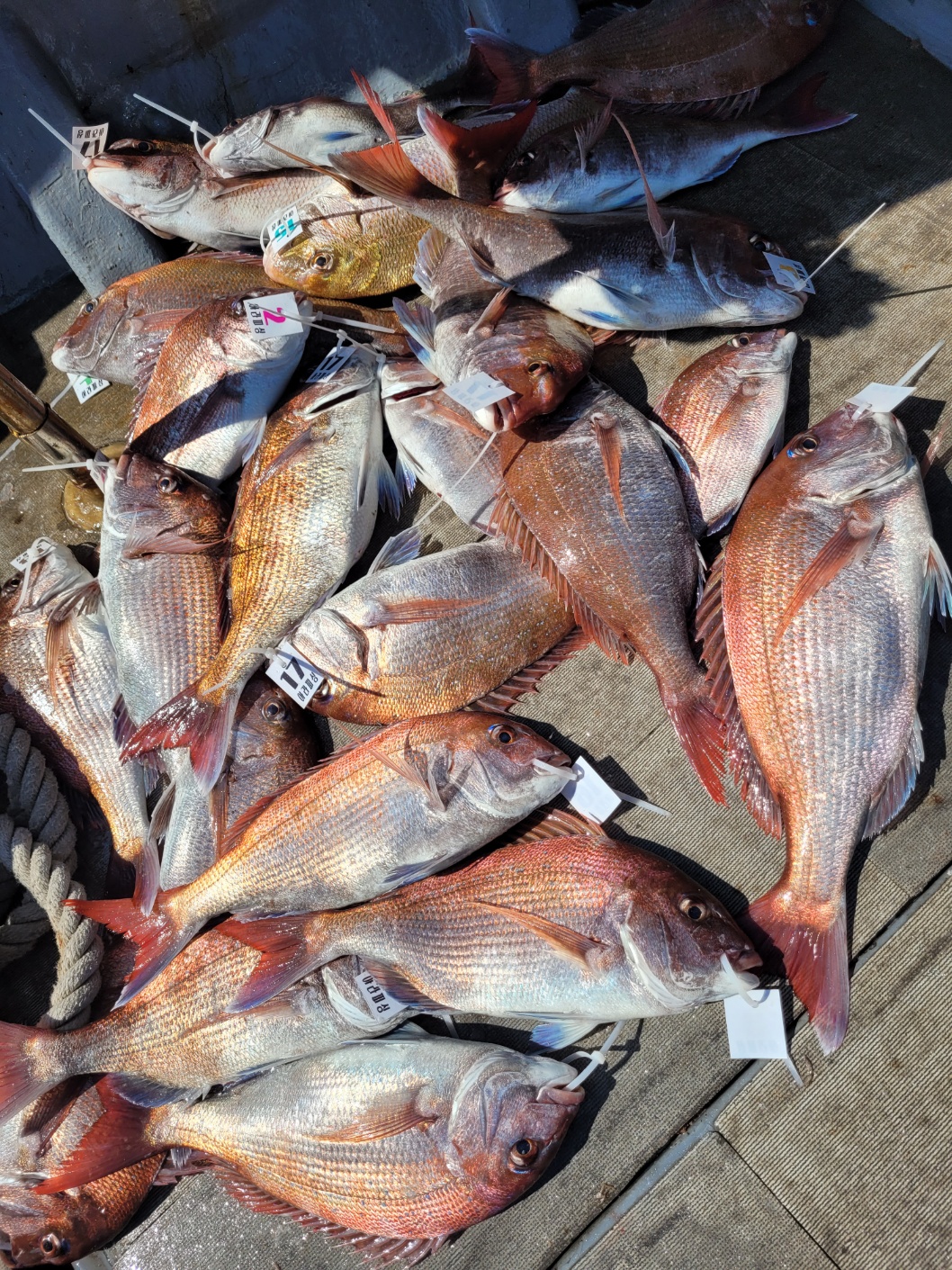 [아라2호] 5월 31일 조황