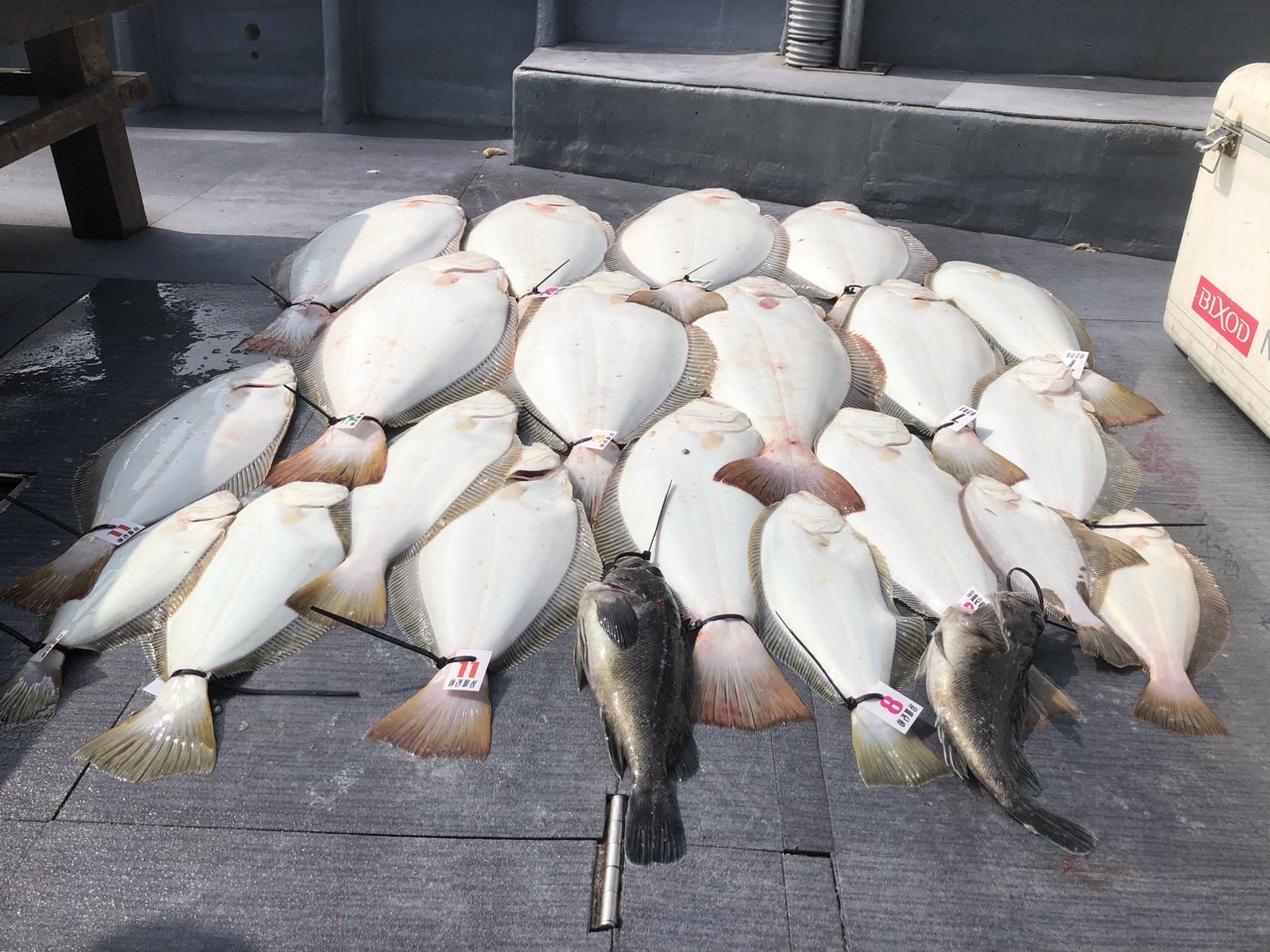 [아라호] 5월 24일 조황(10인출조)