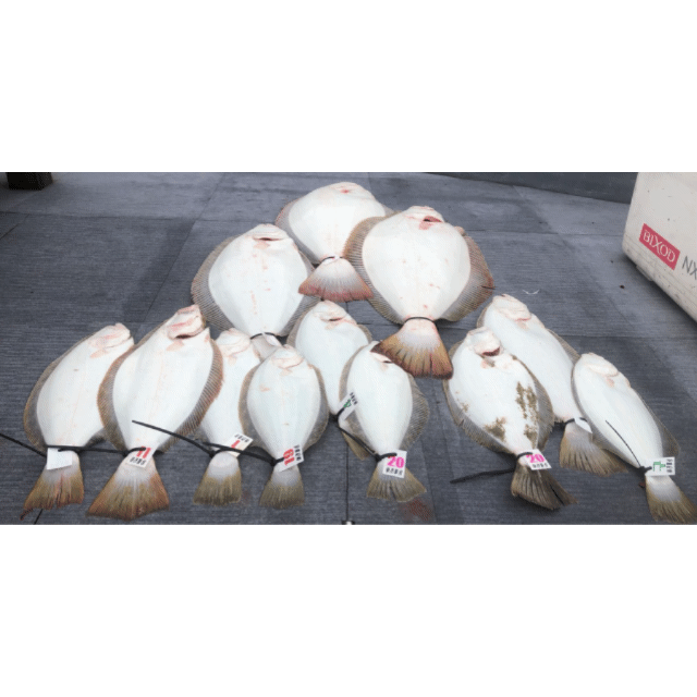 [아라호] 5월 6일 조황(10인출조)