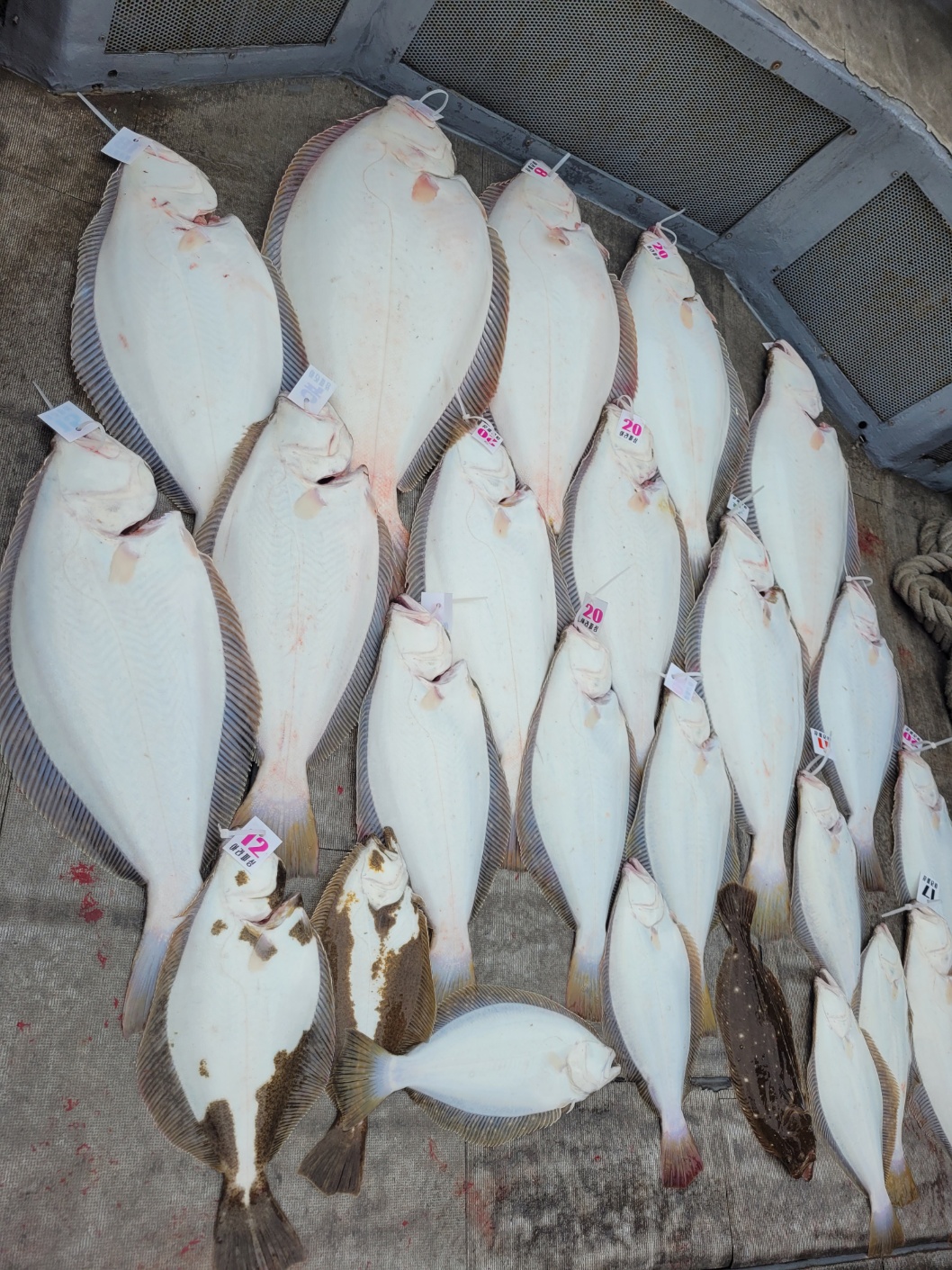 [아라2호] 5월 5일 조황