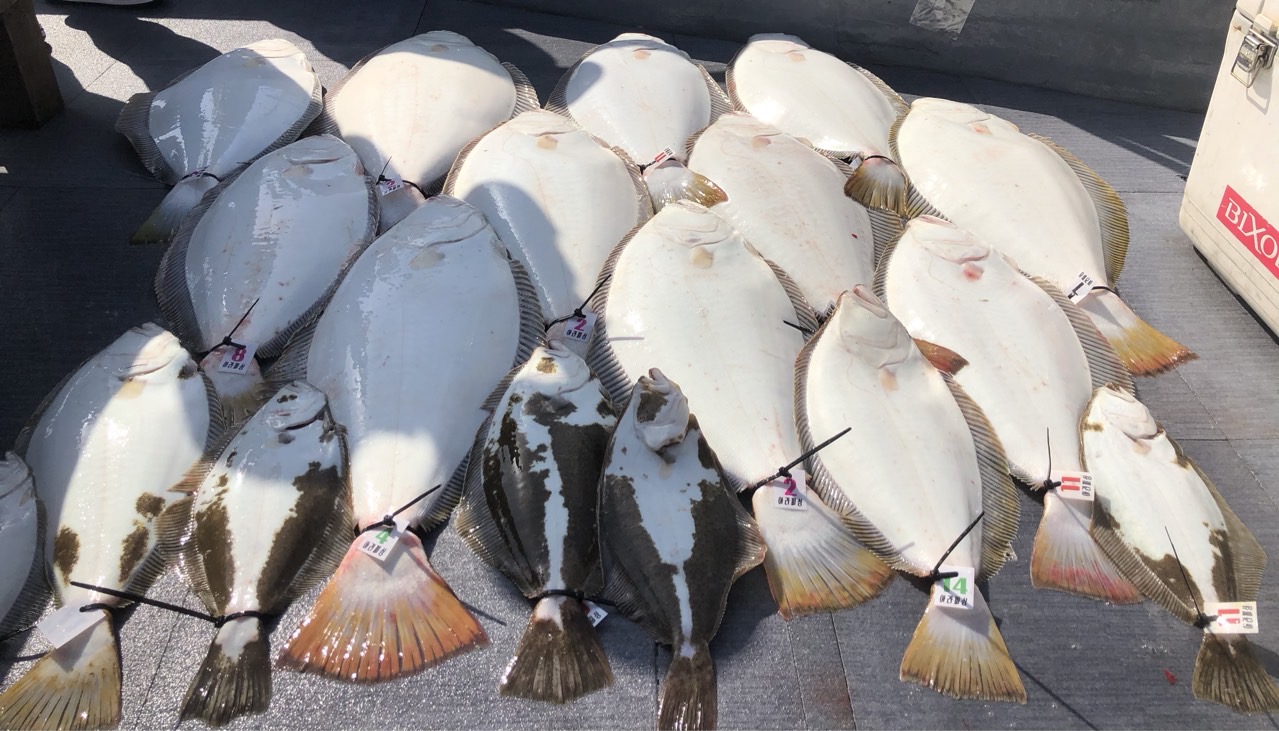 [아라호] 5월 18일 조황