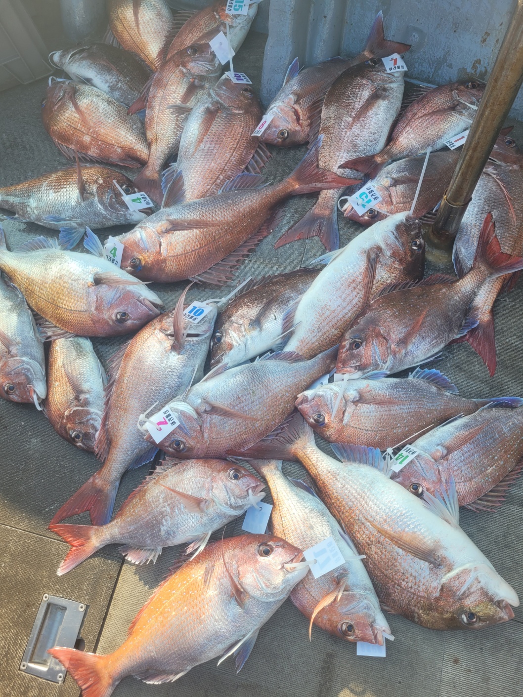 [아라2호] 5월 29일 조황