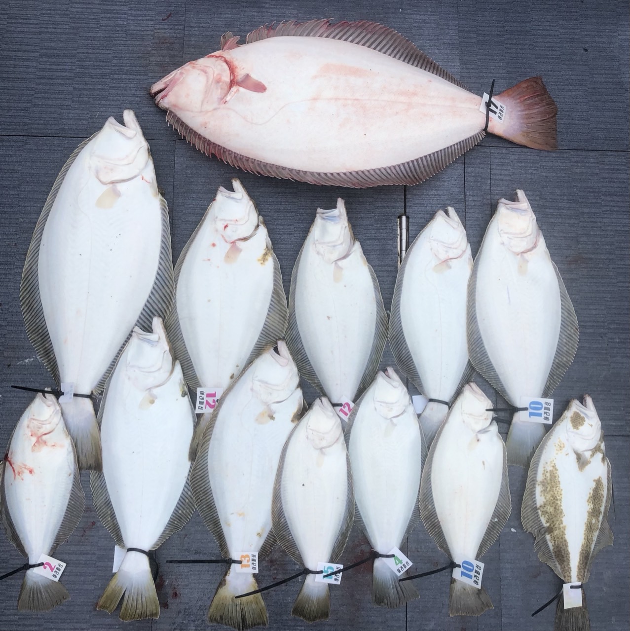 [아라호] 5월 5일 조황