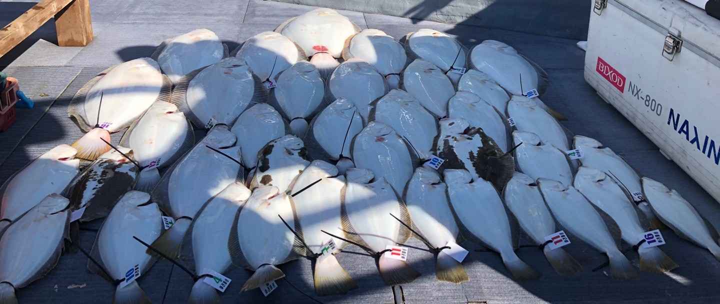 [아라호] 5월 28일 조황