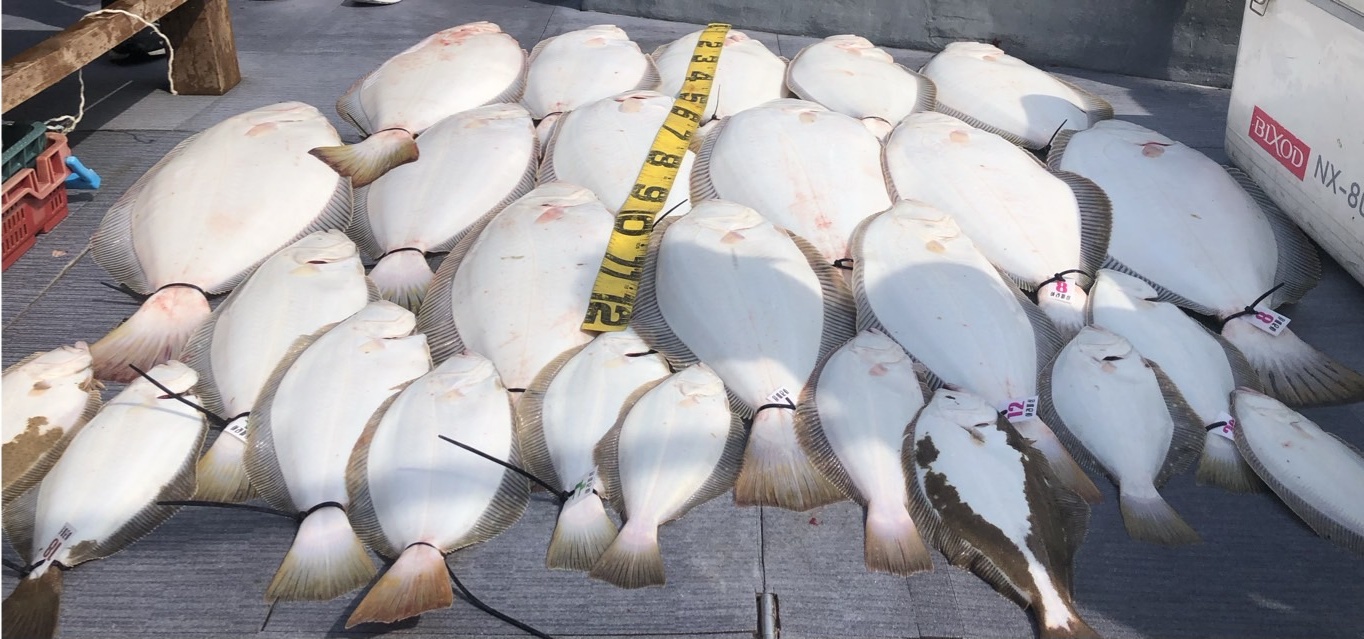 [아라호] 5월 22일 조황