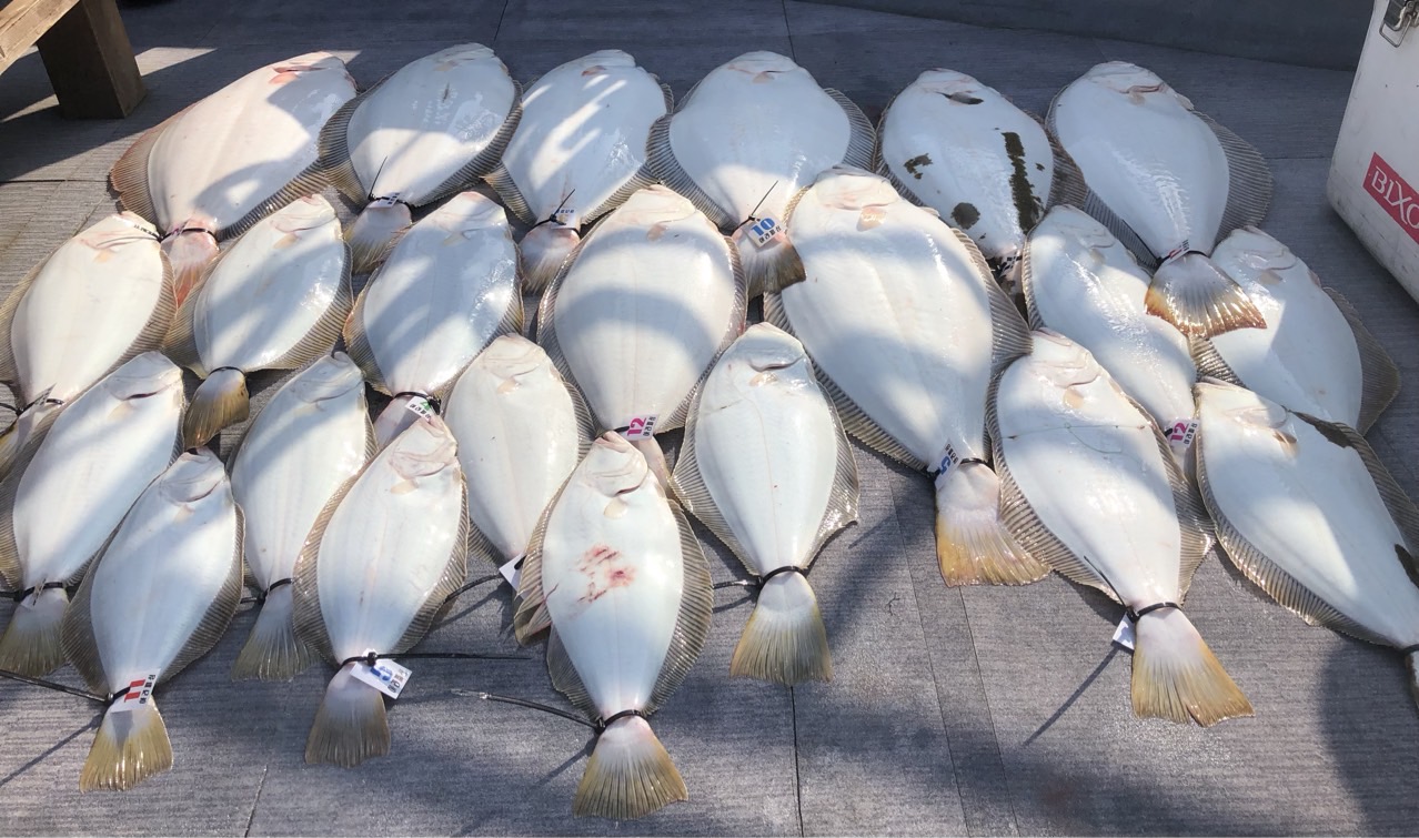 [아라호] 5월 9일 조황