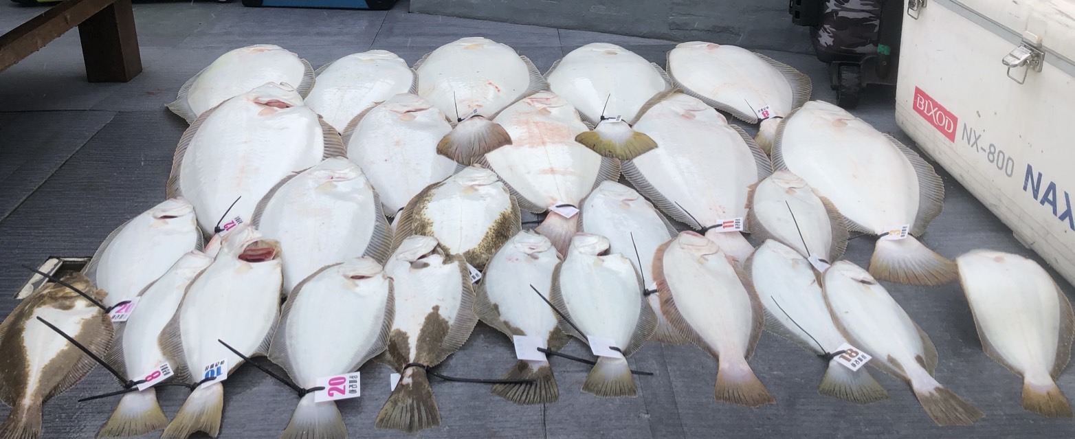 [아라호] 5월 15일 조황