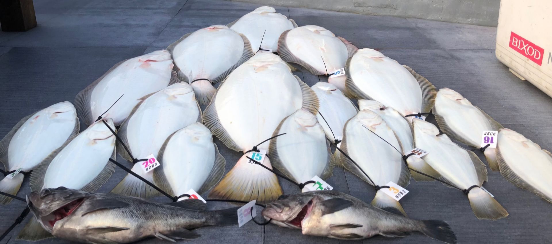 [아라호] 5월 25일 조황