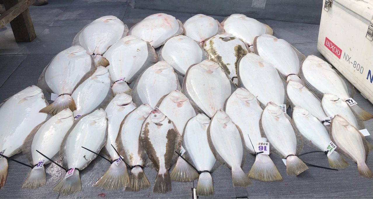 [아라호] 5월 17일 조황