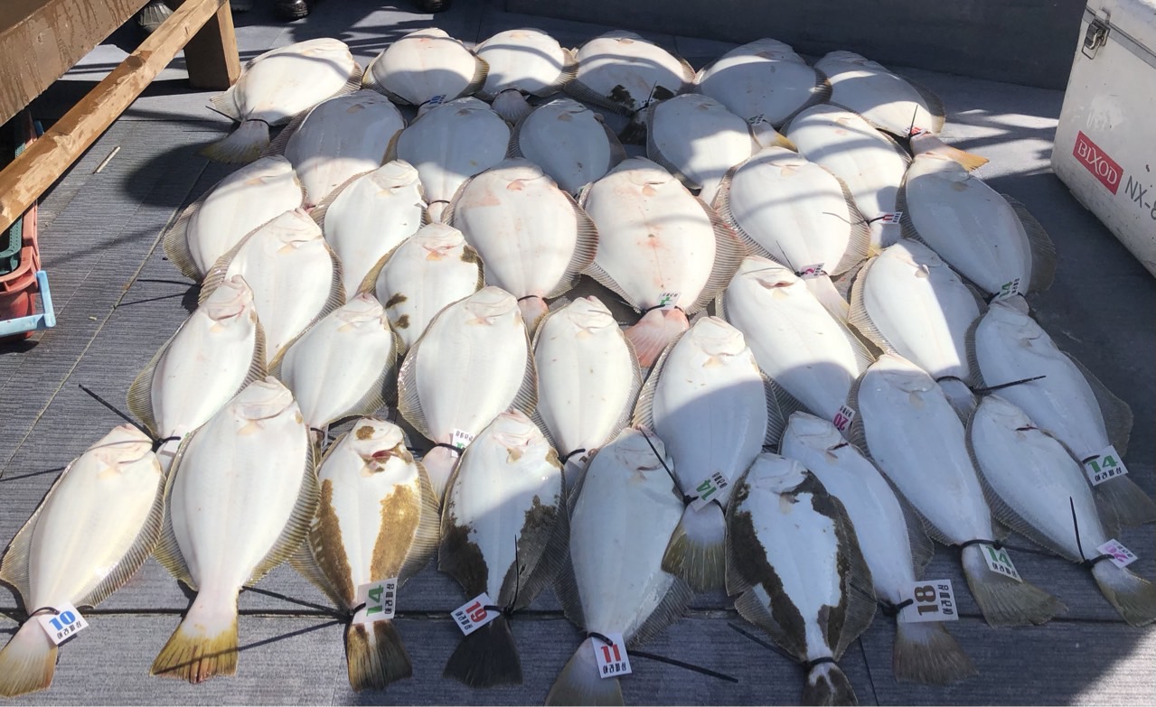 [아라호] 5월 10일 조황(12인출조)