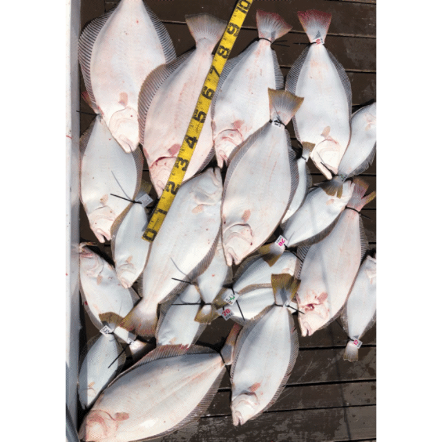 [아라호] 5월 3일 조황