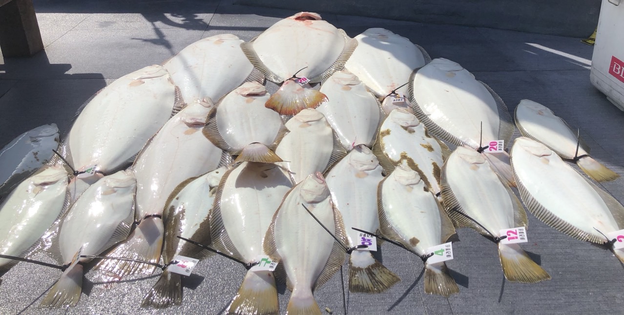 [아라호] 5월 19일 조황