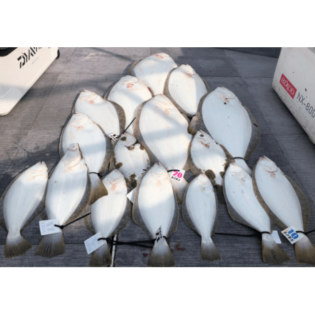 [아라호] 5월 1일 조황