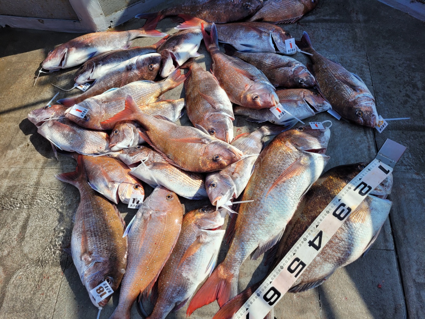 [아라2호] 5월 23일 조황(7인출조)