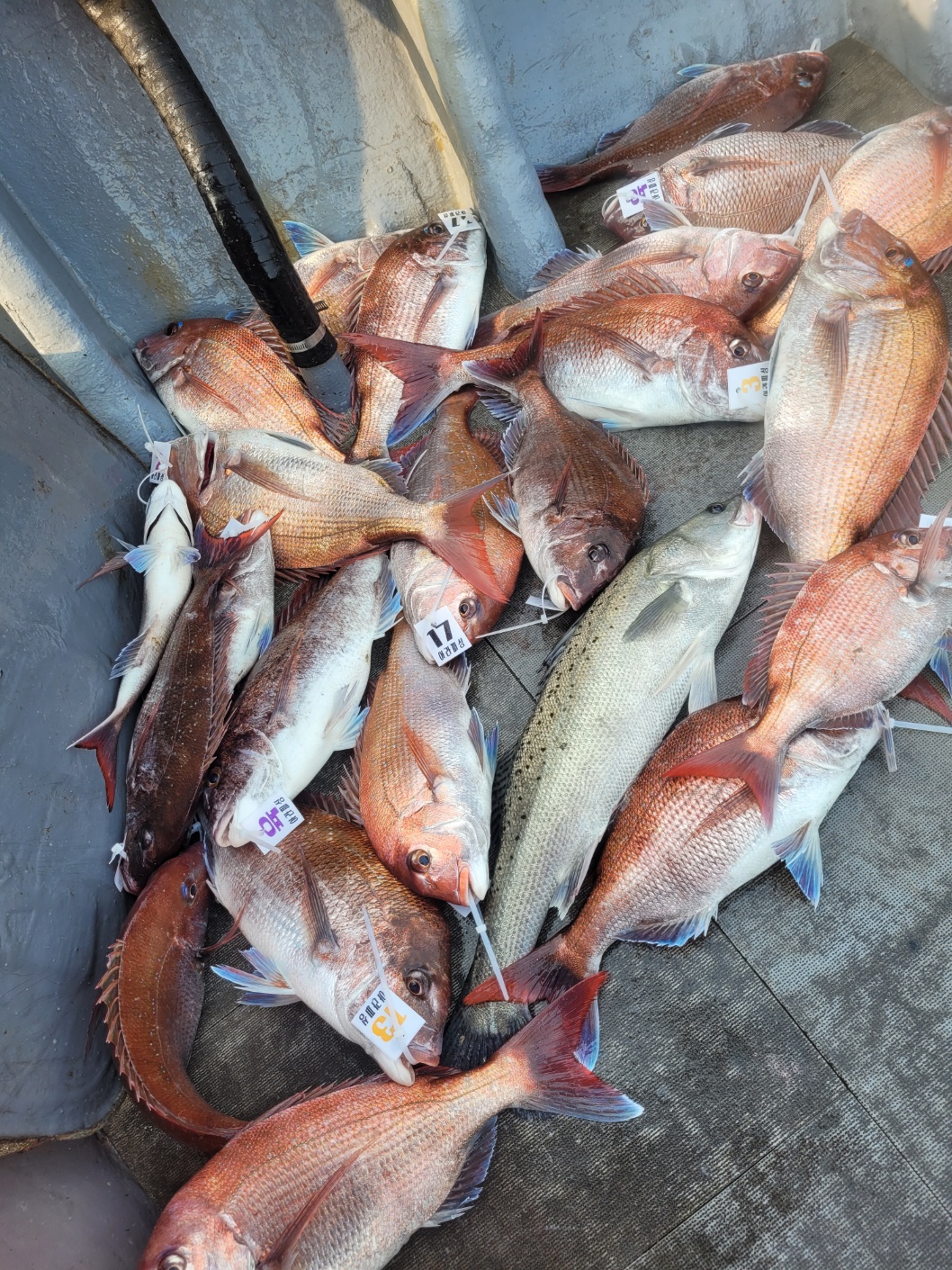 [아라2호] 5월 25일 조황