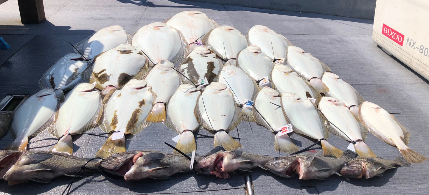 [아라호] 5월 29일 조황(10인출조)