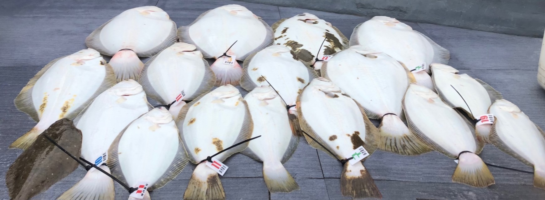 [아라호] 5월 30일 조황(8인출조)