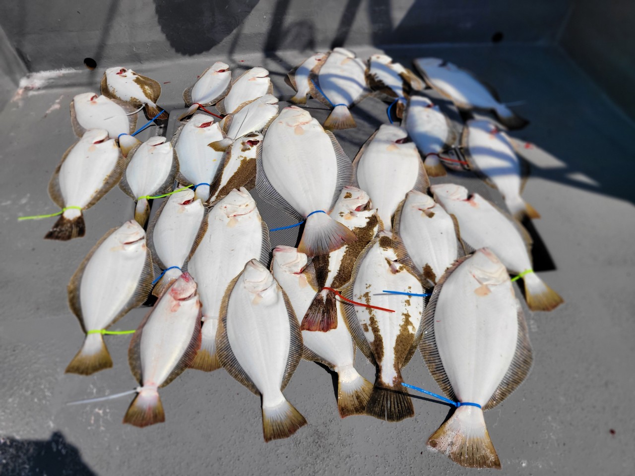 [아라3호] 6월 2일 조황(9인출조)