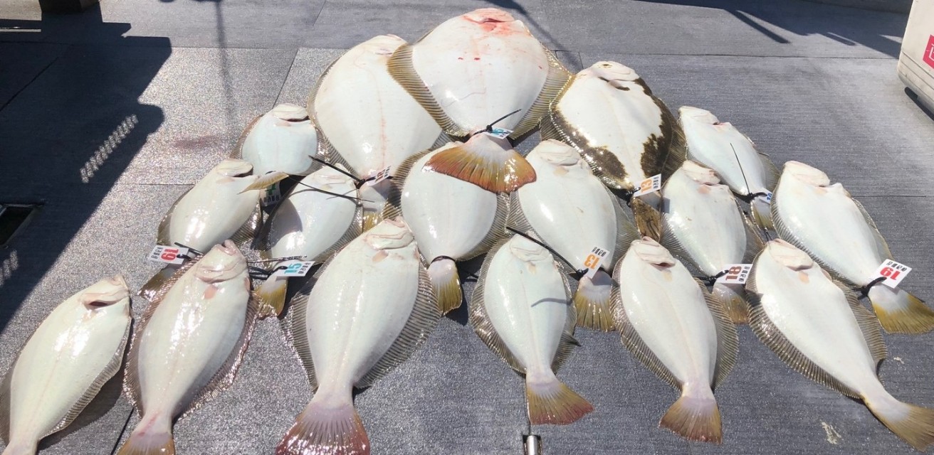 [아라호] 6월 1일 조황(독선출조)