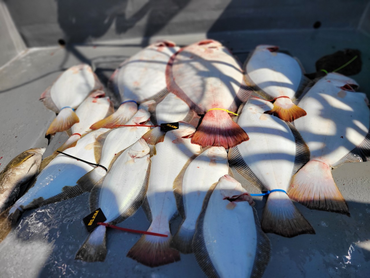 [아라3호] 6월 1일 조황