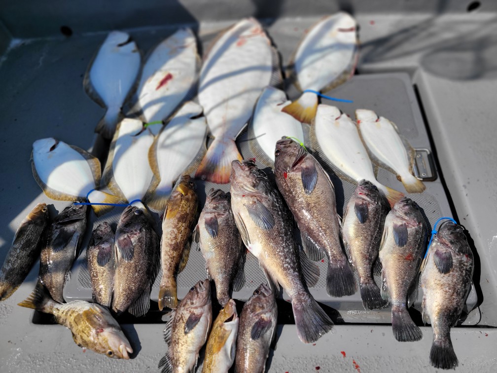 [아라3호] 6월 9일 조황 (7인출조)