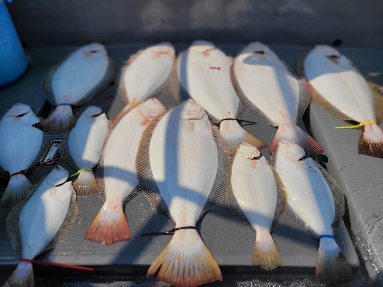 [아라3호] 6월 6일 조황