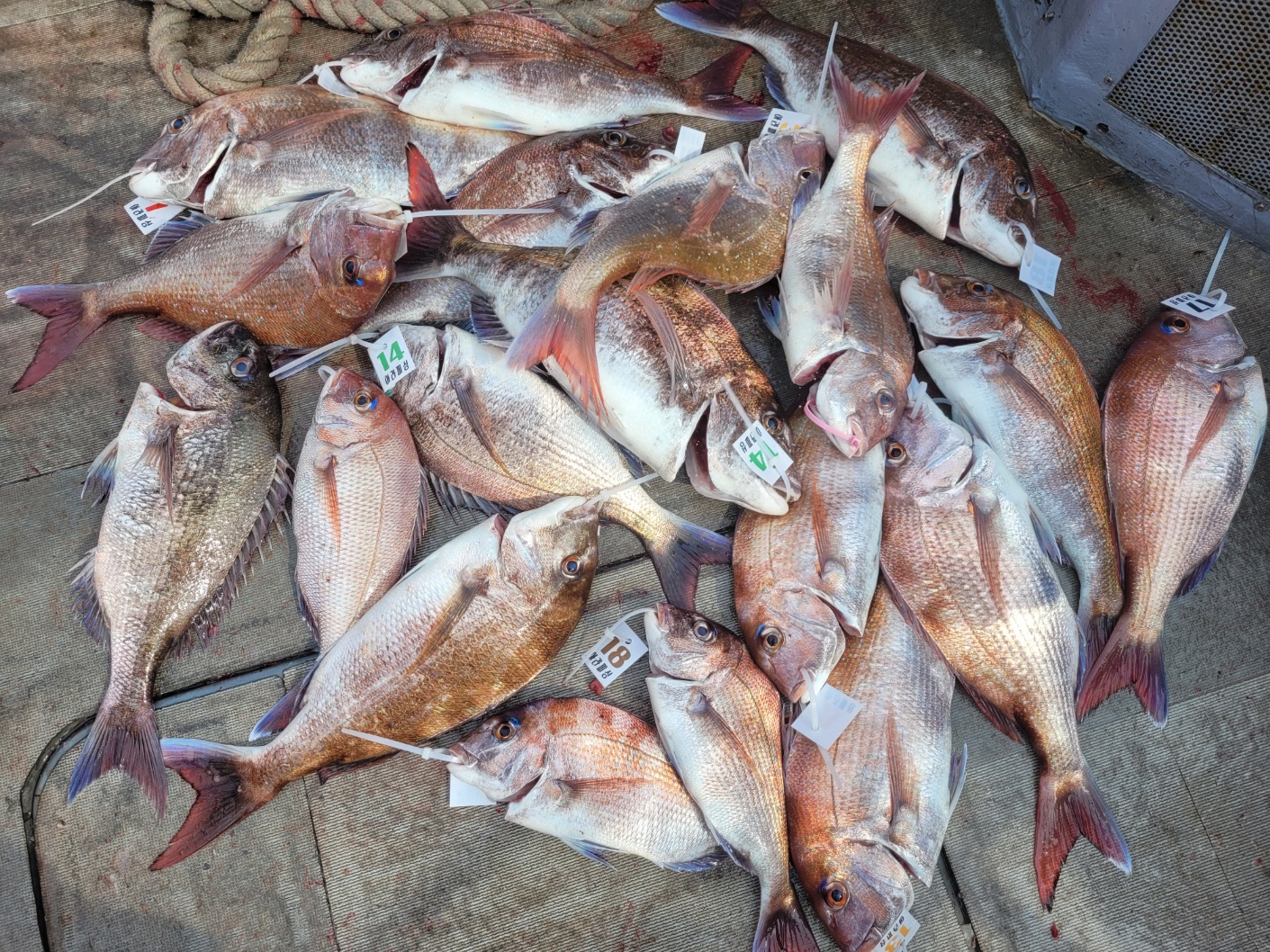 [아라2호] 6월 5일 조황