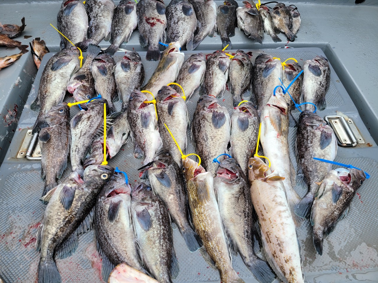 [아라3호] 7월 7일 조황 (13인출조)