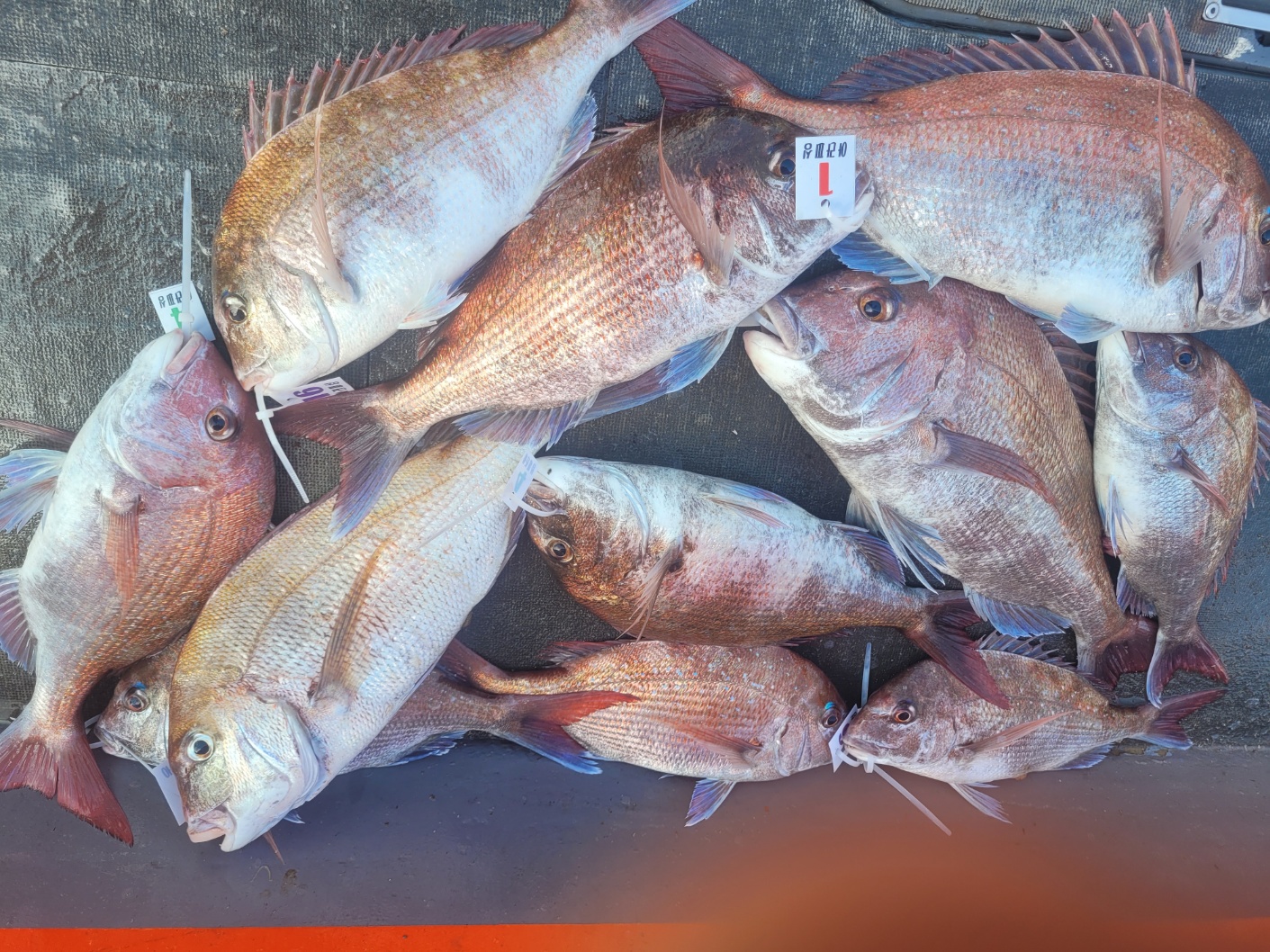 [아라2호] 7월 14일 조황(5인출조)