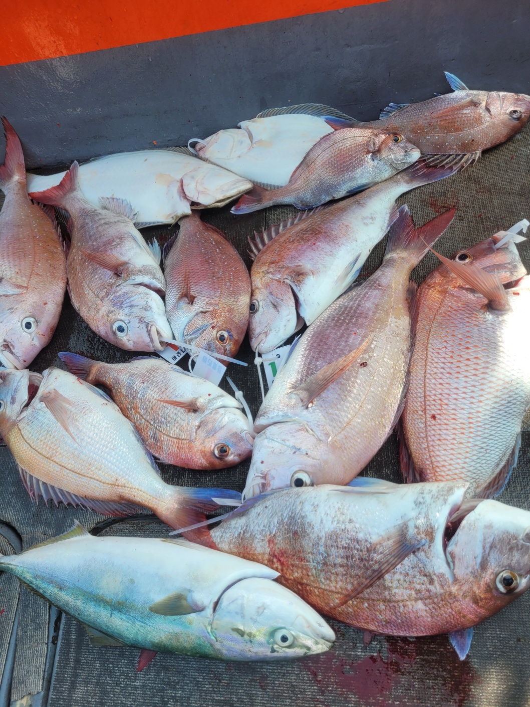 [아라2호] 7월 12일 조황(6인출조)