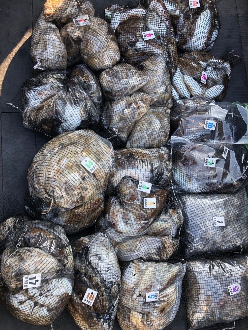 [아라호] 10월 9일 조황