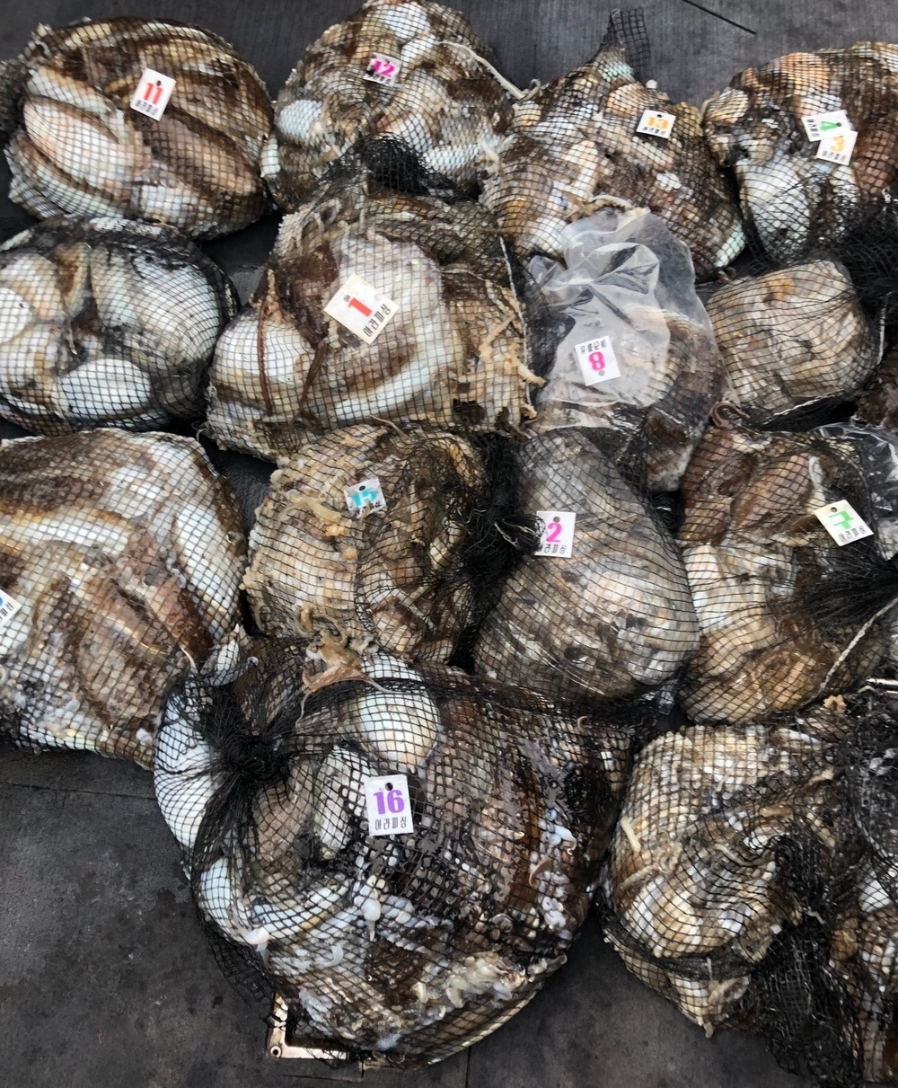 [아라호] 10월 7일 조황