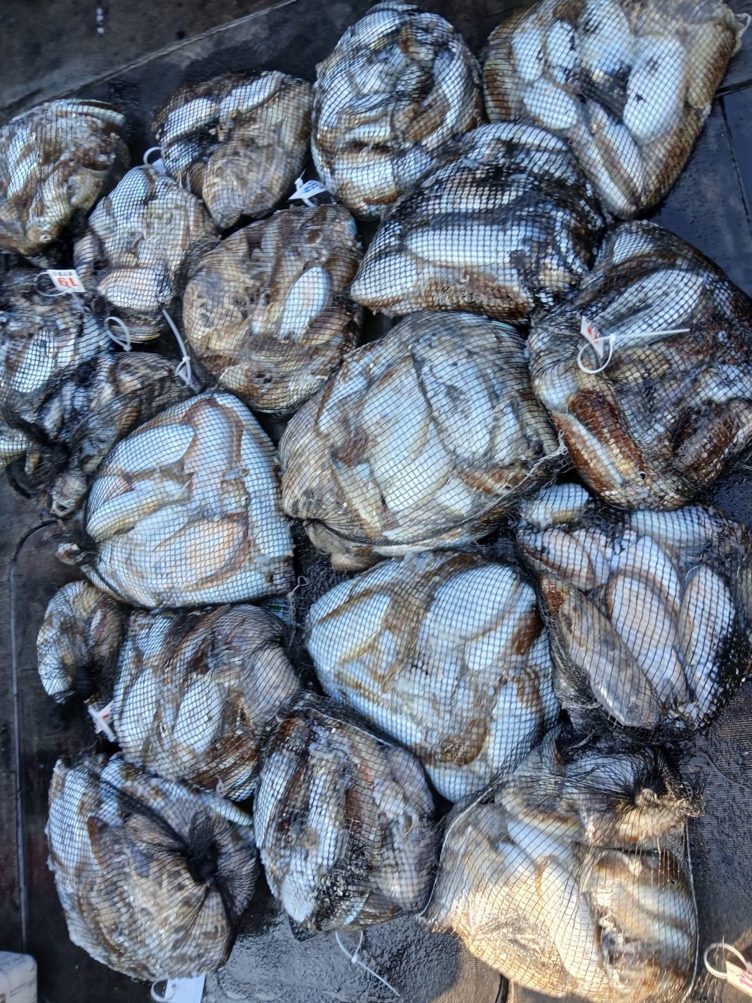 [아라2호] 10월 9일 조황