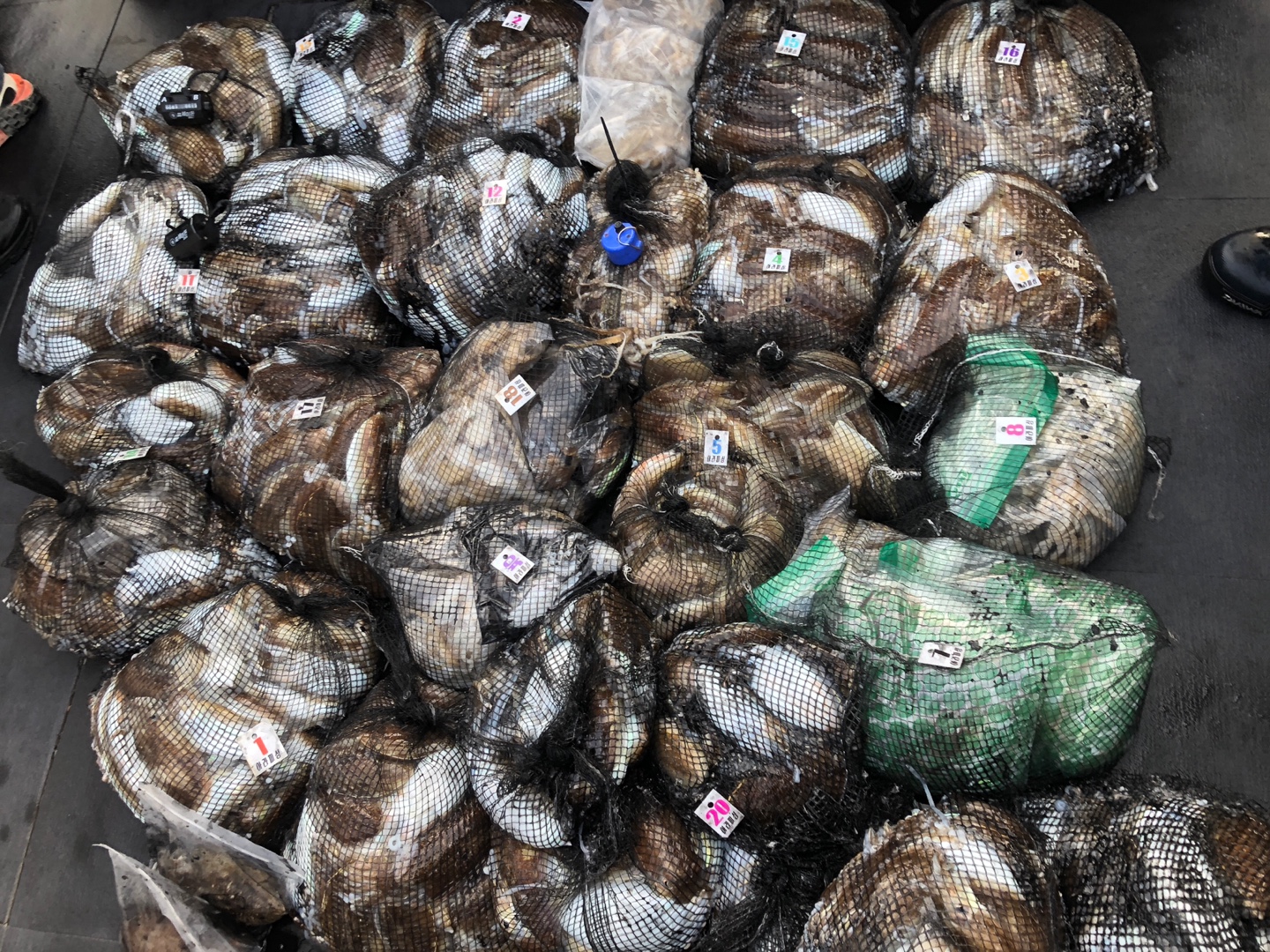 [아라호] 10월 13일 조황