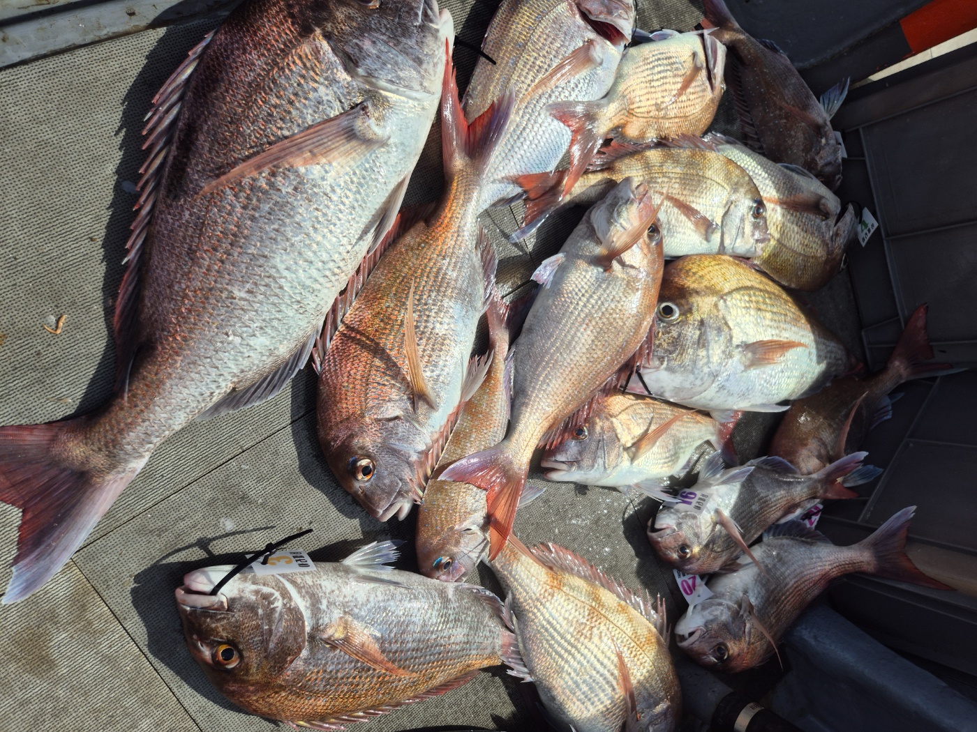 영흥도아라2호 8월 16일 참돔 7인출조