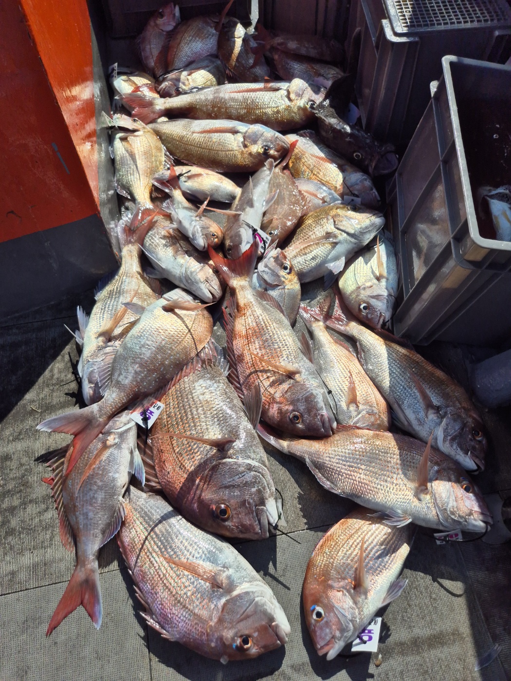 영흥도아라2호 8월24일 조황 (11인출조)