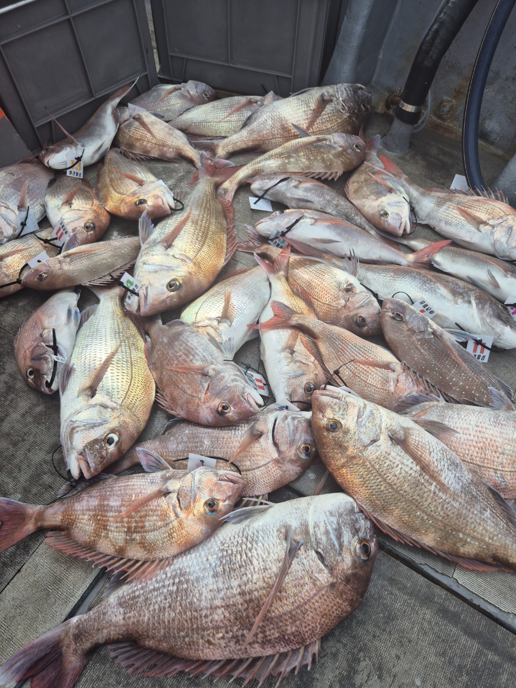 영흥도아라2호 8월17일 9인출조 조황