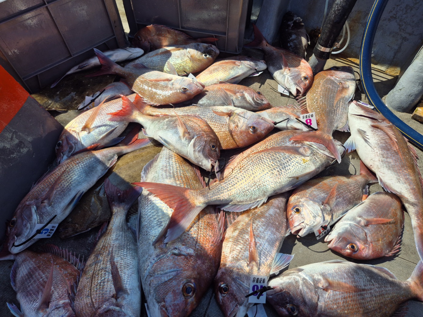 영흥도아라2호  8월 10일 조황