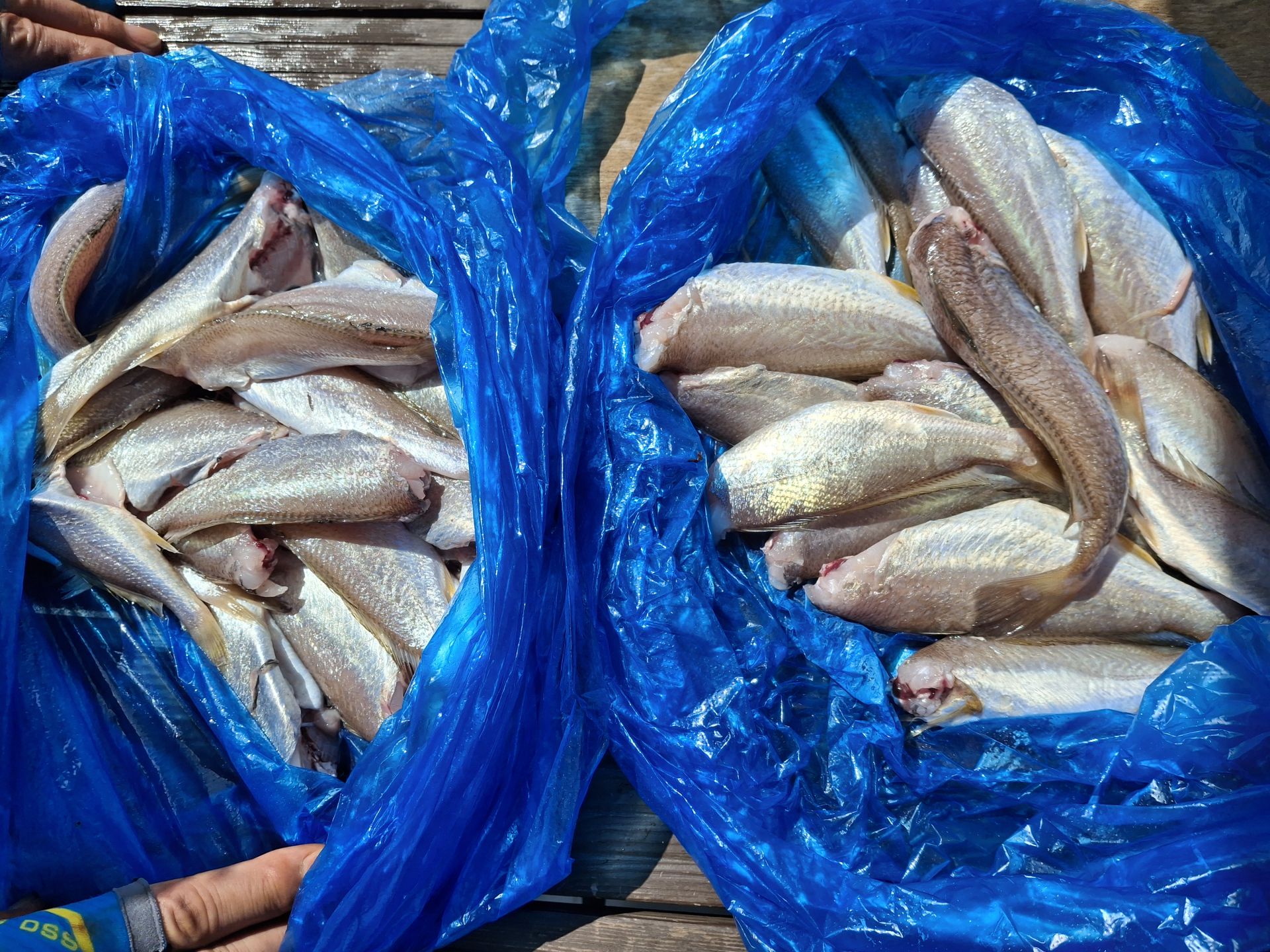 영흥도아라3호 8월 16일 백조기 6인출조