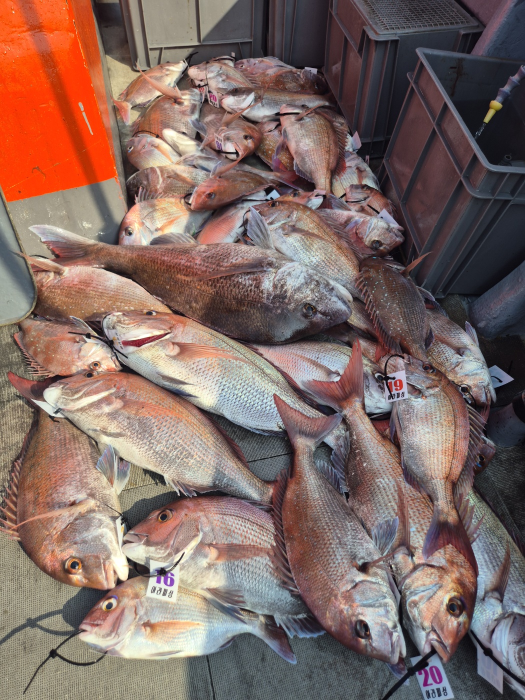 영흥도아라2호 8월 23일 조황