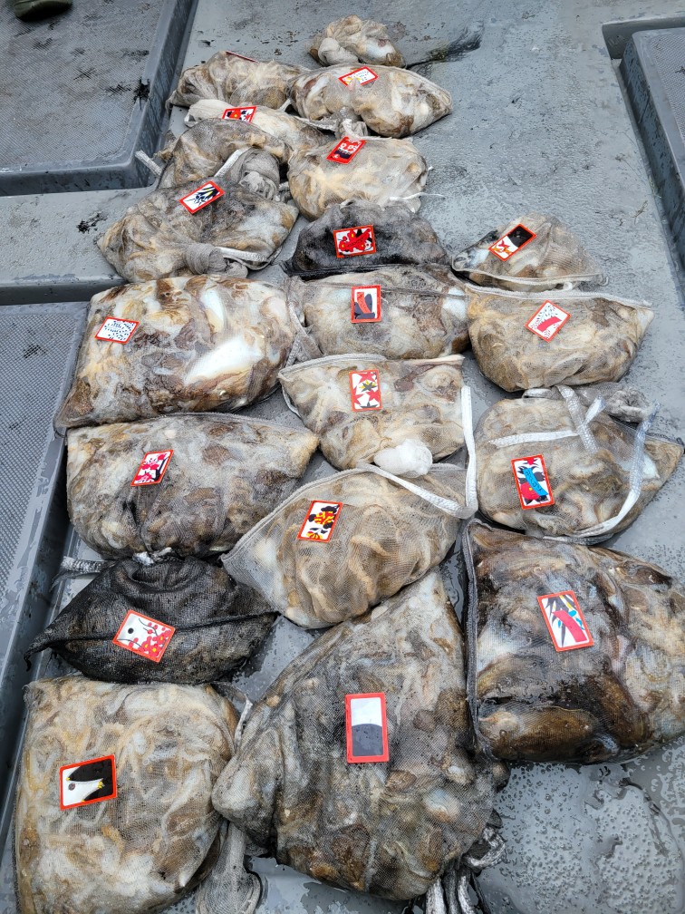 영흥도아라3호  9월 27일 조황