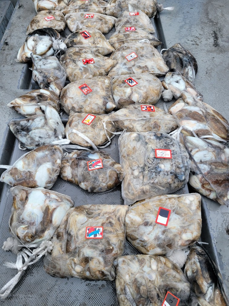 영흥도아라3호 9월 20일 조황