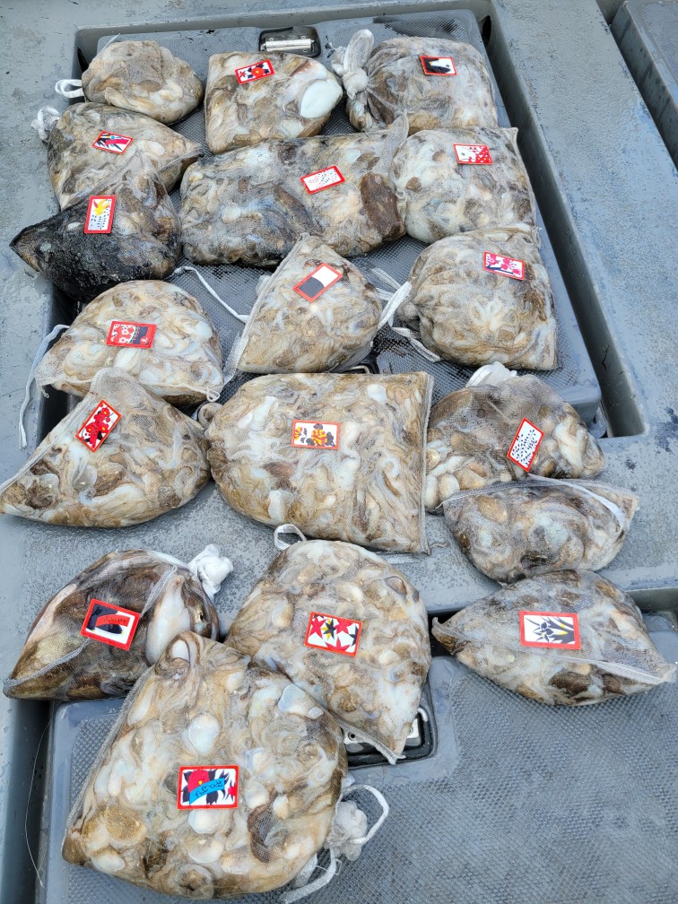 영흥도아라3호 9월 18일 조황