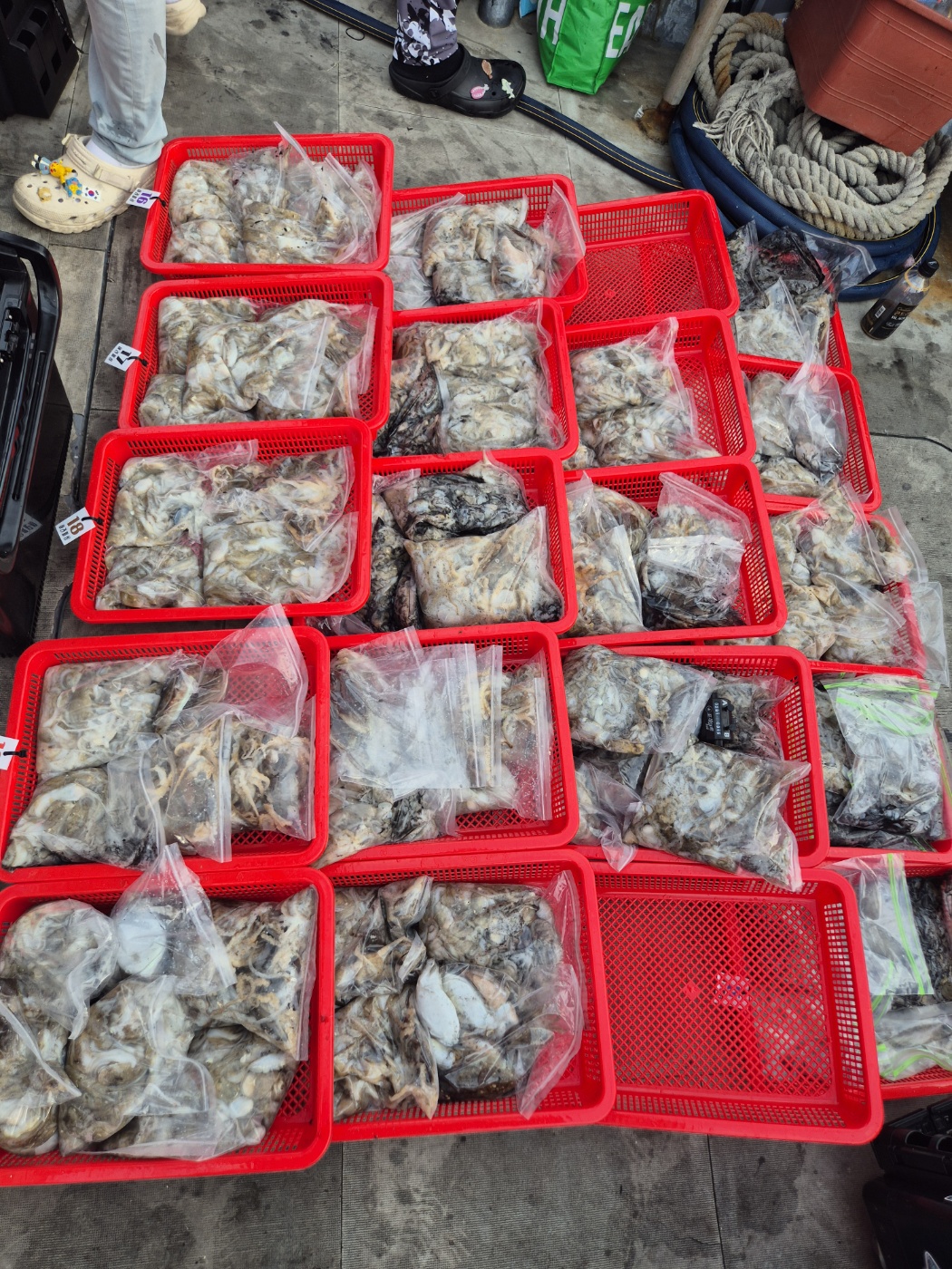 영흥도아라2호 9월 15일 조황