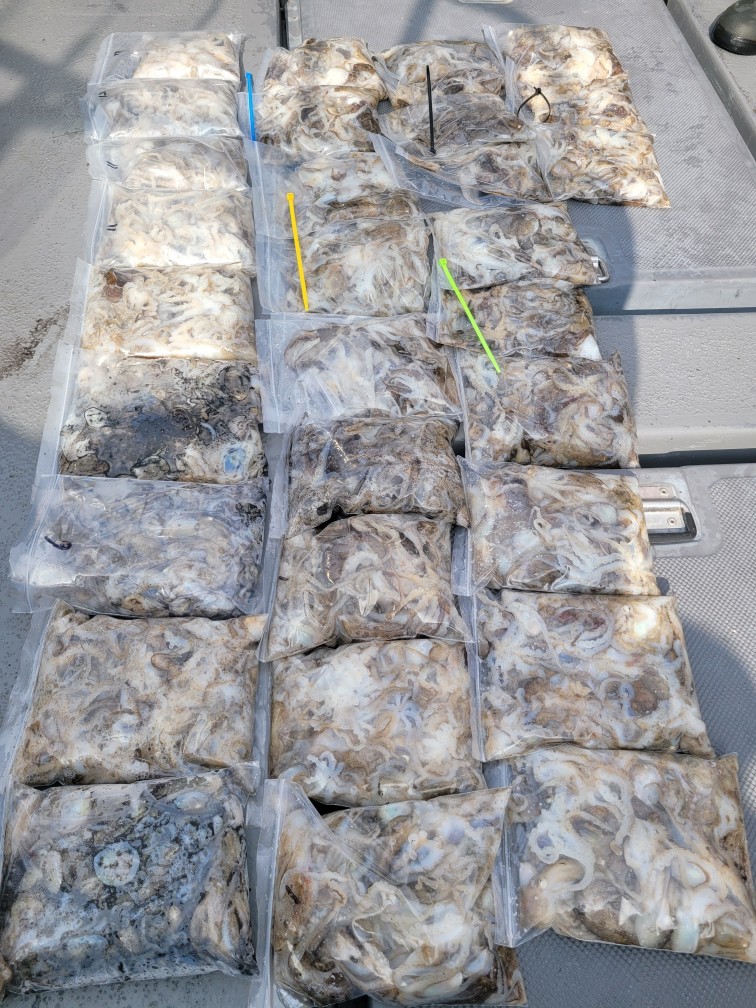 영흥도아라3호 9월 1일 조황